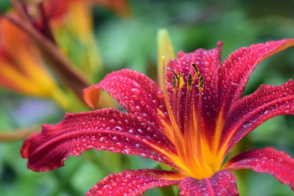 lily, red, blossom